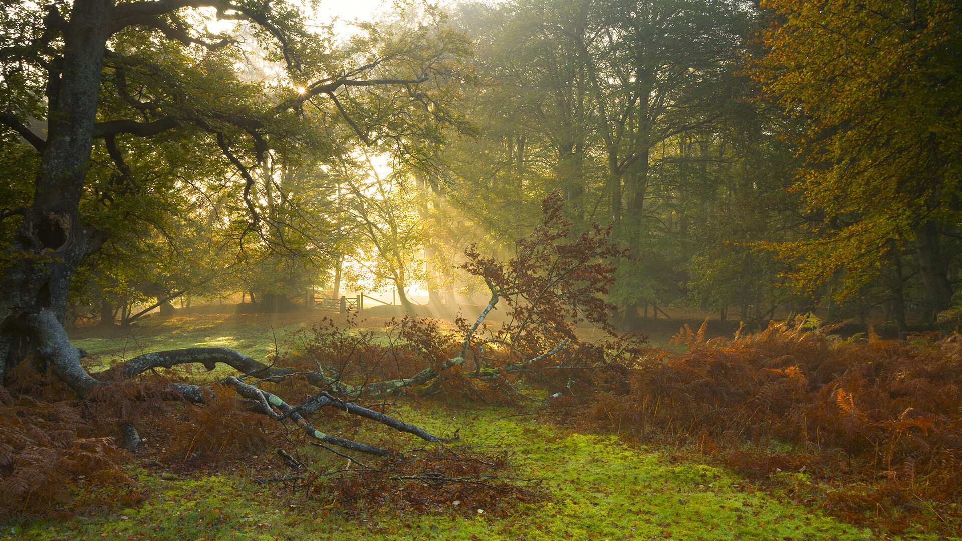 爵士三重奏攻陷北境，克莱致命琴弦定音胜局