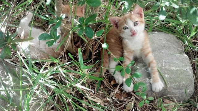 绿茵舞台上的聚光灯，当马丁内利的桑巴舞步在瑞士防线上盛放
