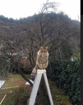 开云体育2026-绿色浪潮席卷加的夫，贝蒂斯战术熔炉中，阿尔瓦雷斯铸就决胜钥匙