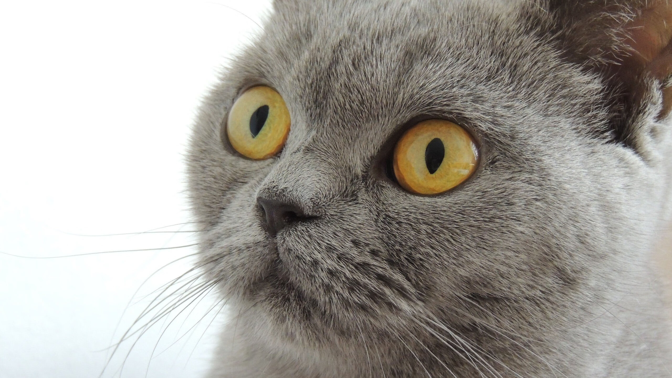 绿茵与硬木的狂想,当欧冠决赛夜爵士淘汰公牛