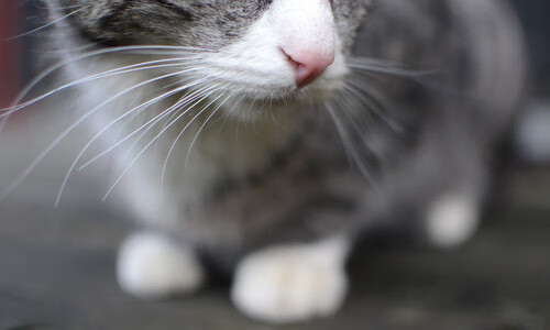 波斯铁骑于无声处破城门，萨卡—决胜局的幽灵刺客