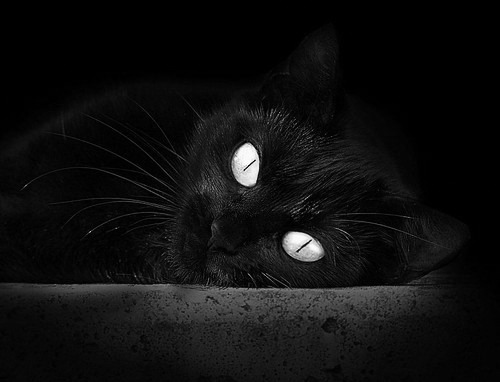 宿命与进化，霍乐迪如何改写凯尔特人对马刺的百年叙事