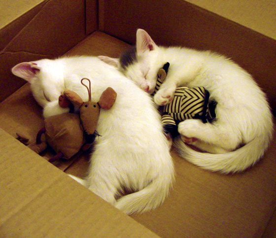 开云体育app-公牛逆袭斩落国王，浓眉展统治力铸就传奇