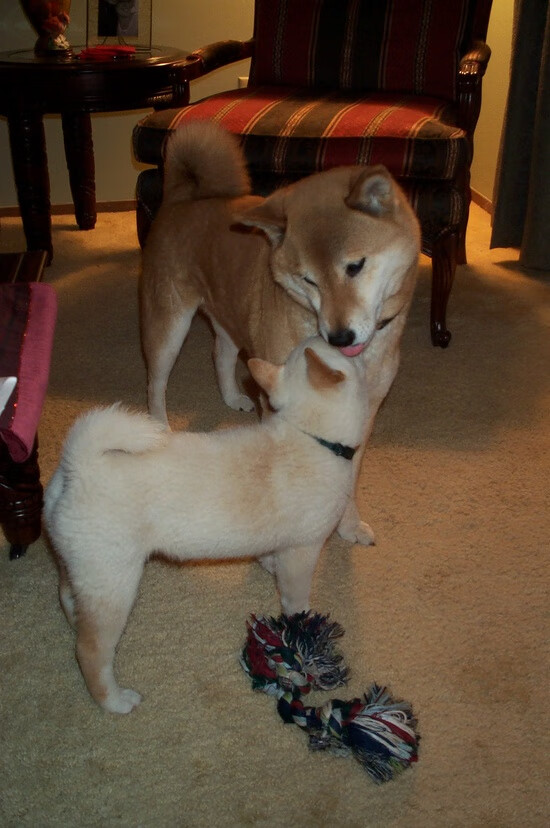 意甲焦点战之夜，塔图姆式英雄扛起全队