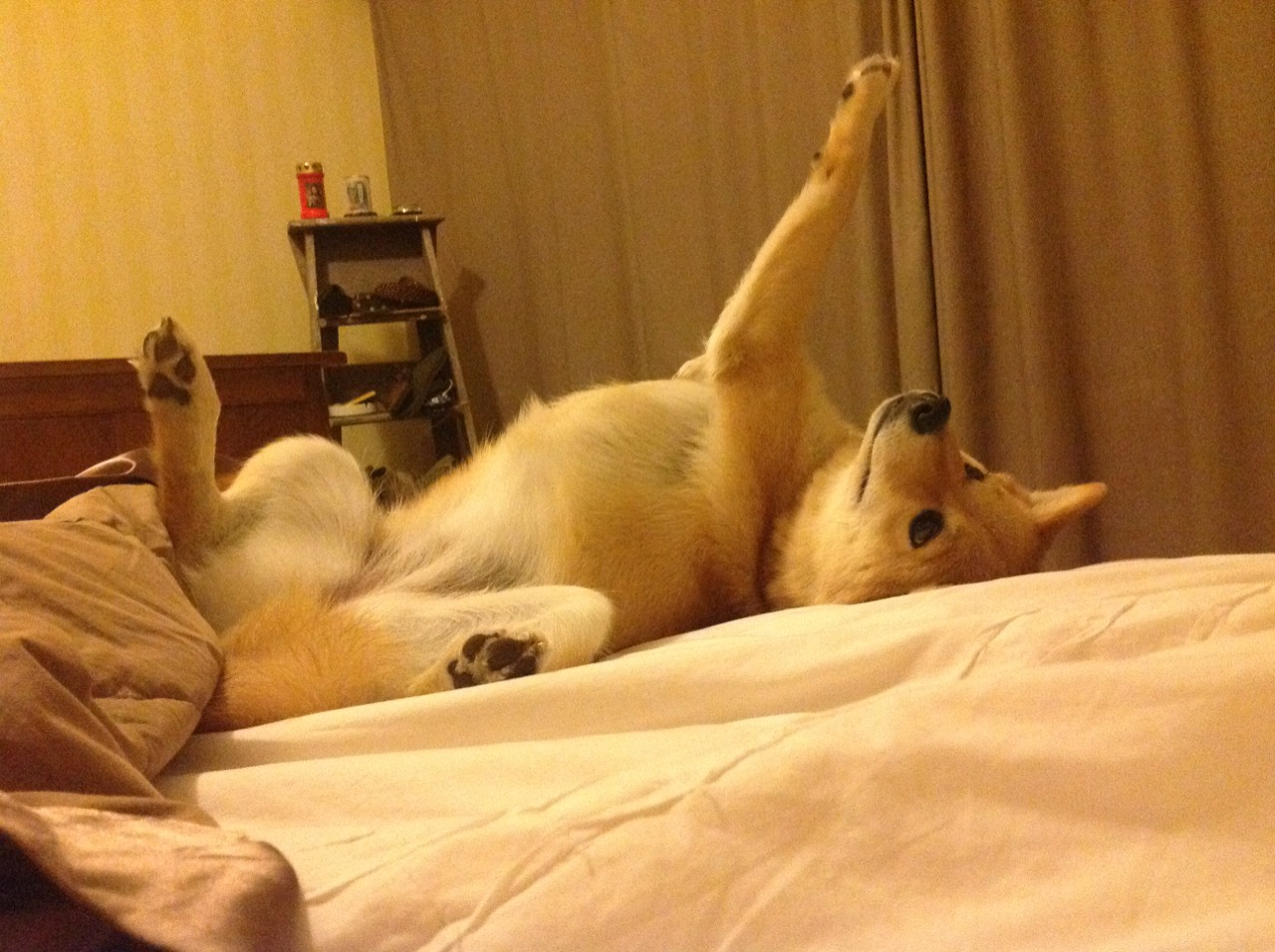 诺坎普的时空裂缝,当厄德高用巴萨之名击溃伊朗,足球证明了什么?