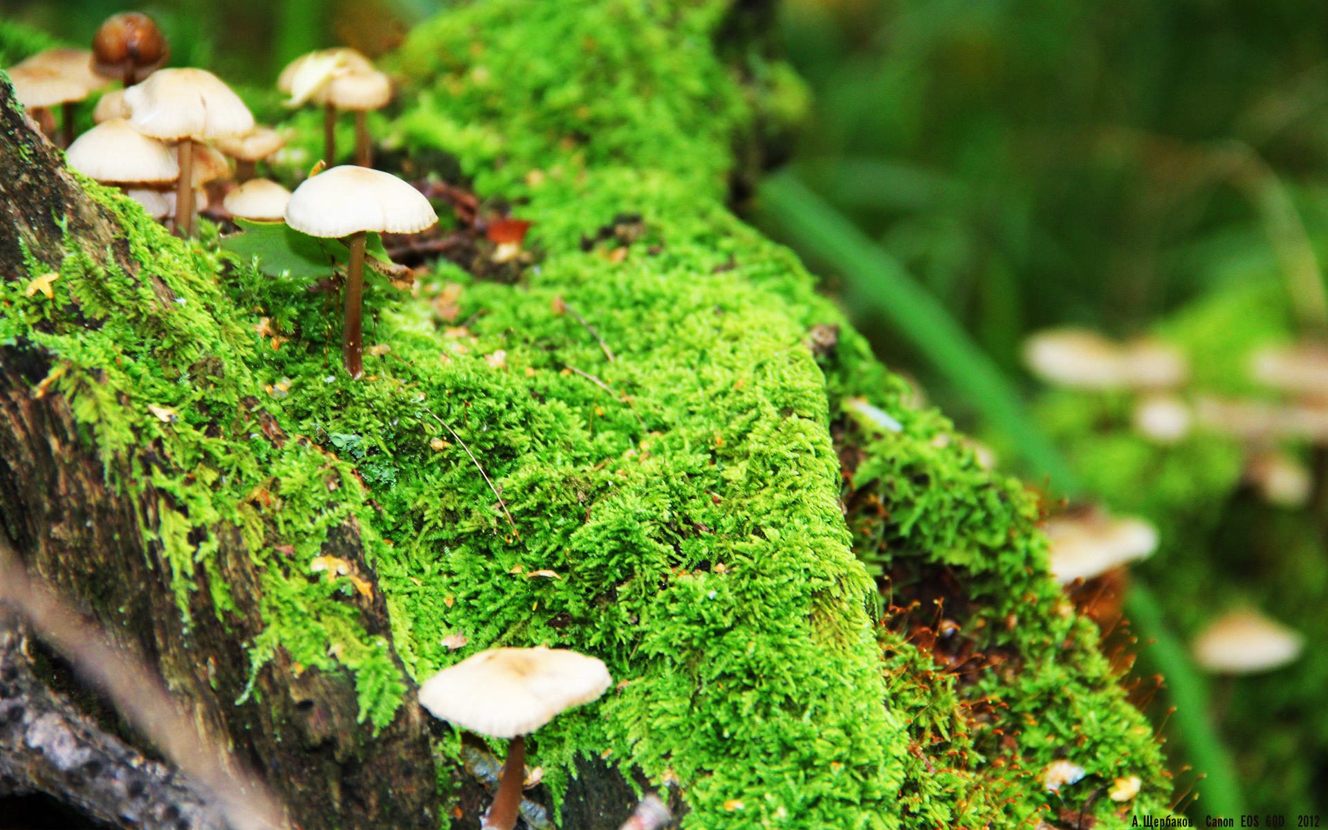 奥利维耶,韩国对阵希腊赛后评分拉满的战术核武