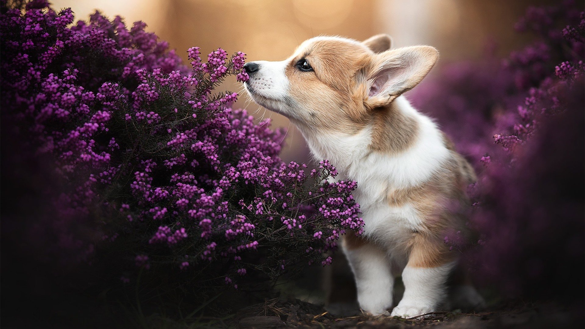 神秘之墙奥纳纳令对手绝望,红黑军团东方征程势不可挡