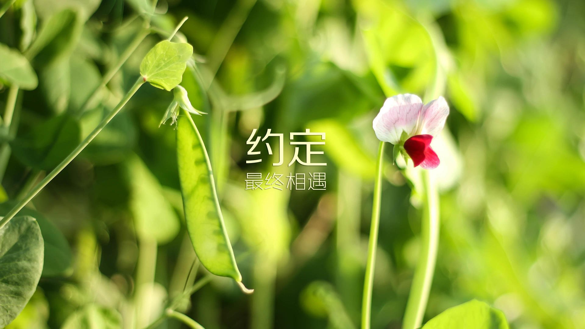 布拉格之夏，那场本不存在的世界杯决赛，与唯一的维尼修斯