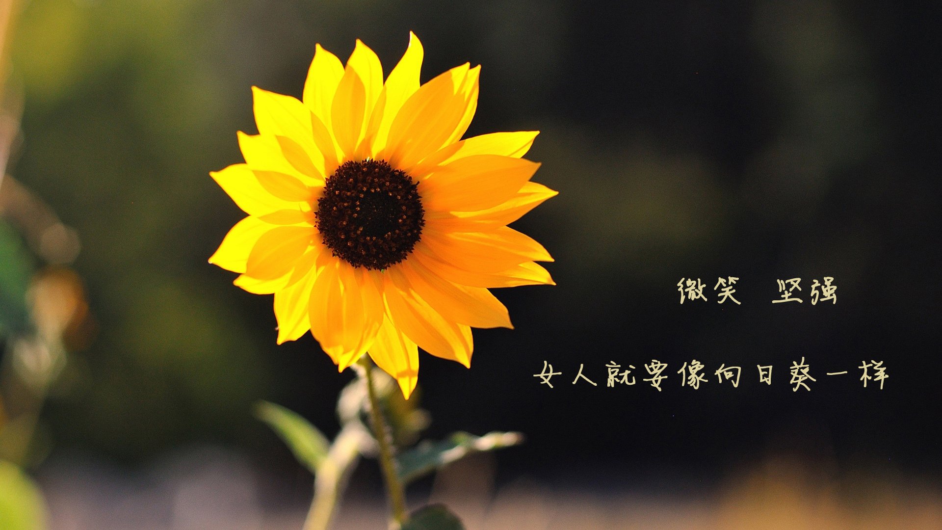 华丽的落幕，铁血的绝唱，2026世界杯，西班牙的催眠曲与布罗佐维奇的达摩克利斯之剑